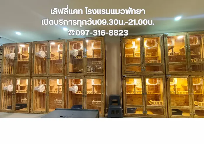 เลิฟลี่แคท โรงแรมแมวพัทยา