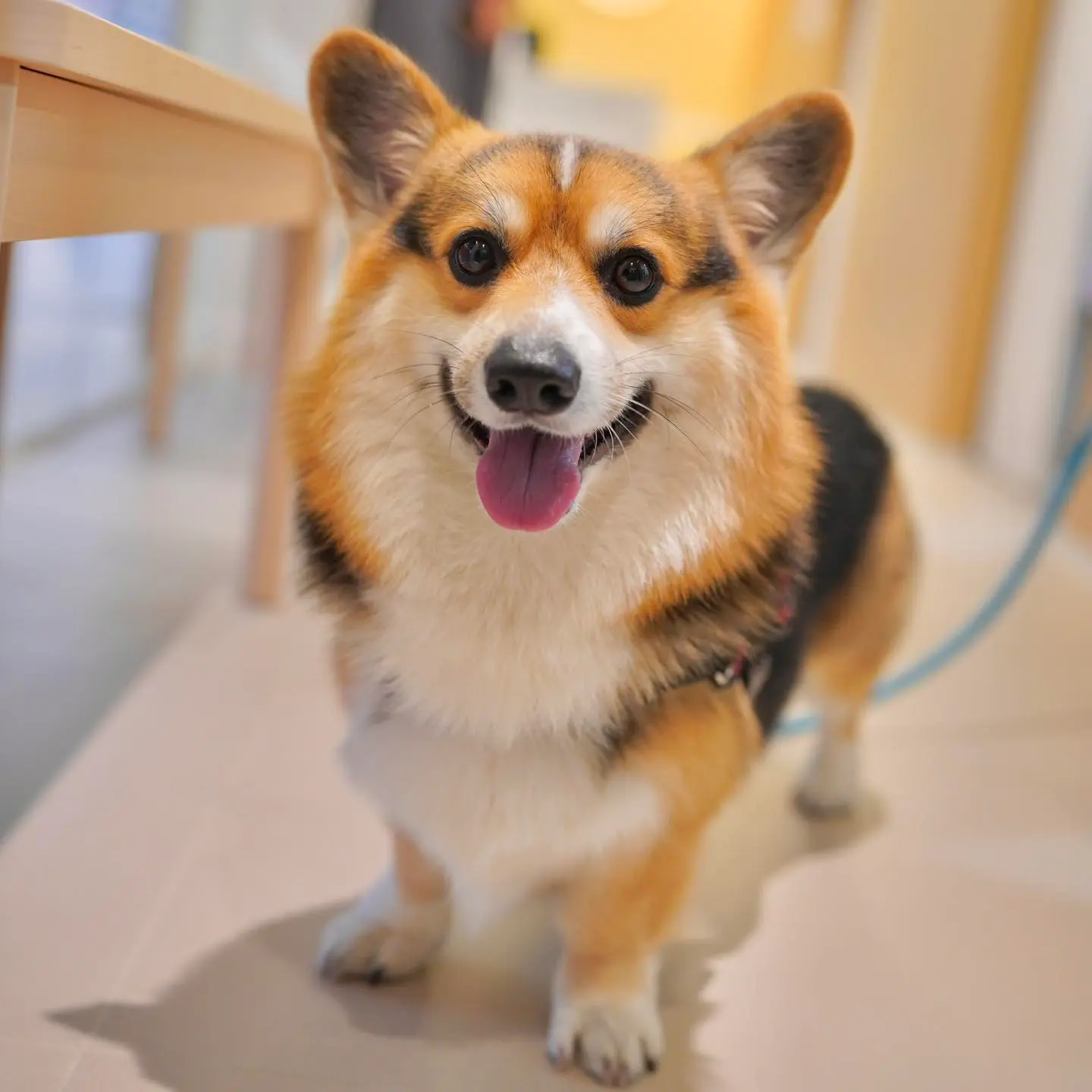Gallery Image 6